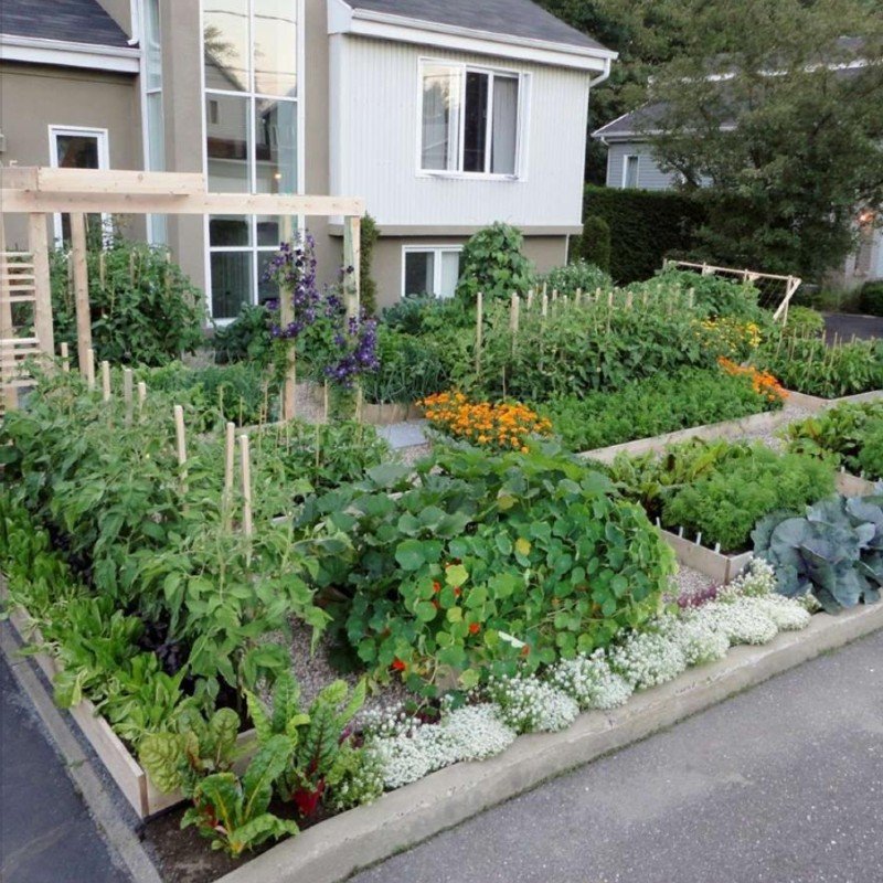 grow food thrivelot